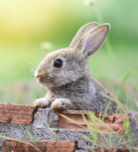 Lire la suite à propos de l’article Les lapins du Père Lachaise