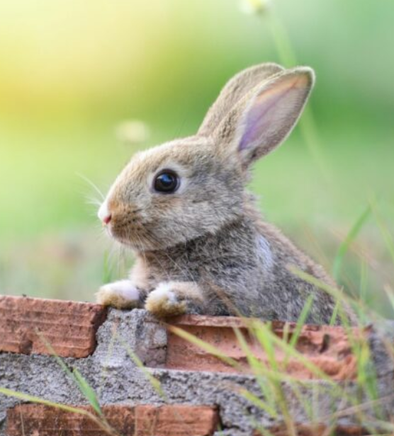 You are currently viewing Les lapins du Père Lachaise