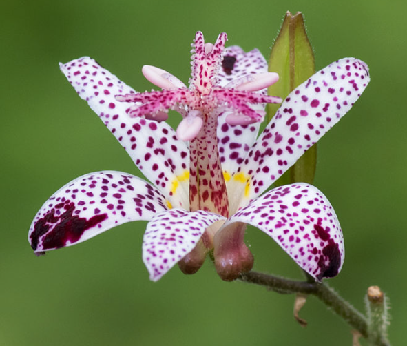 Lire la suite à propos de l’article Le coin caché du Jardin des Plantes